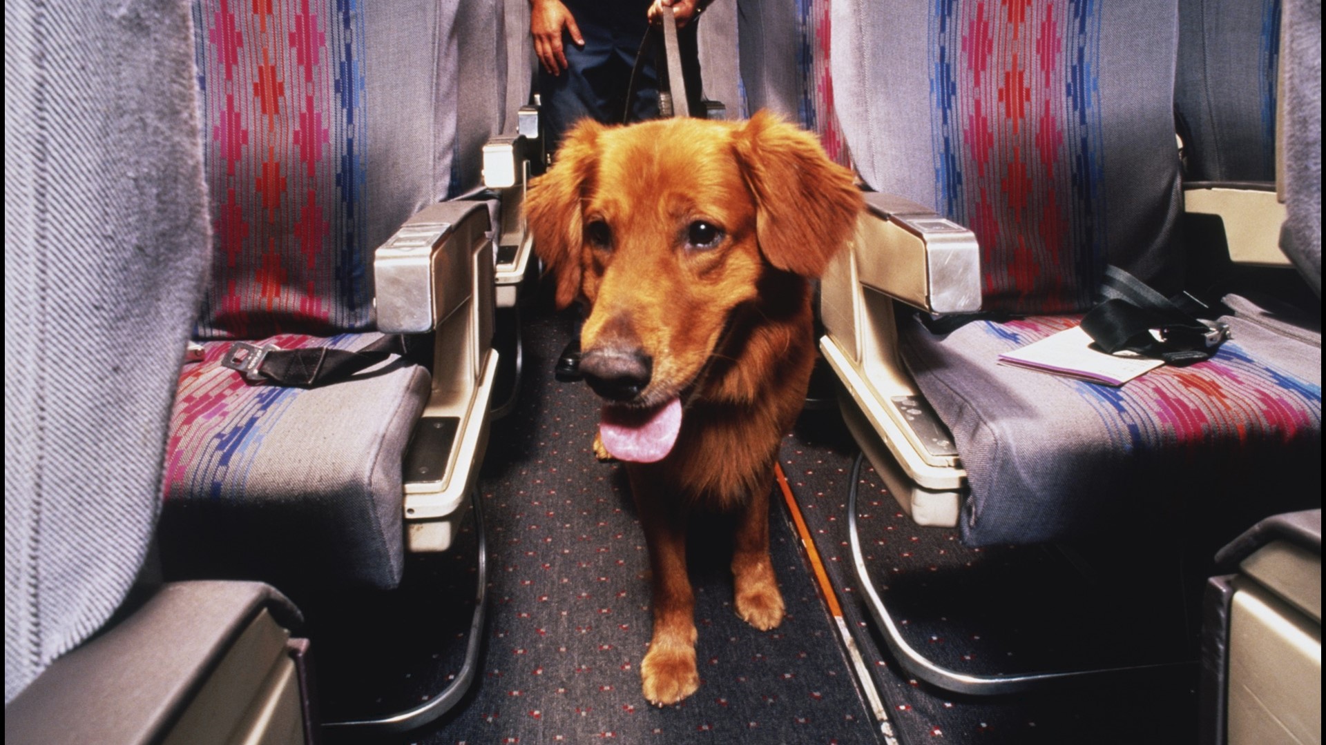 Airlines ban emotional support animals