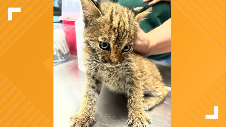 Middle Tennessee couple rescues kitten that turns out to be wild bobcat