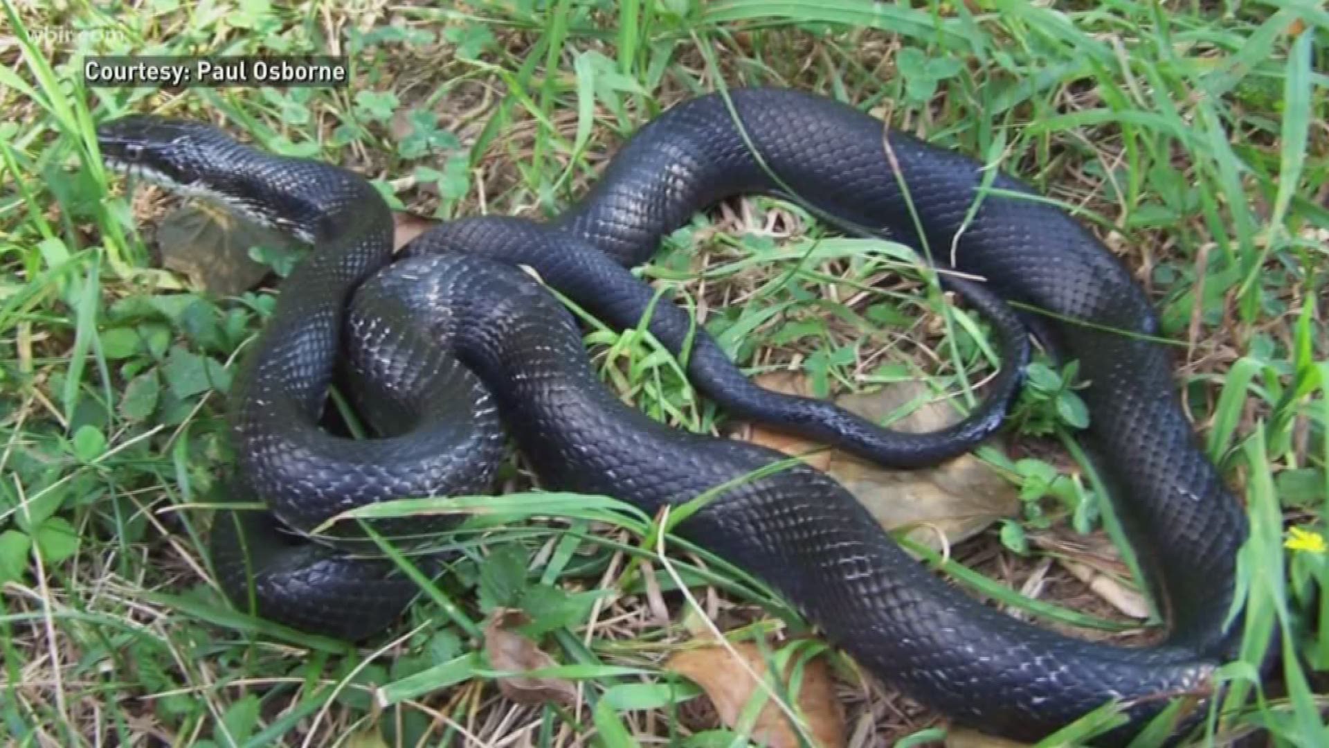 Patrick O'brient with critter wrangler says snakes aren't trying to bother you. In fact, they want to stay away from you.