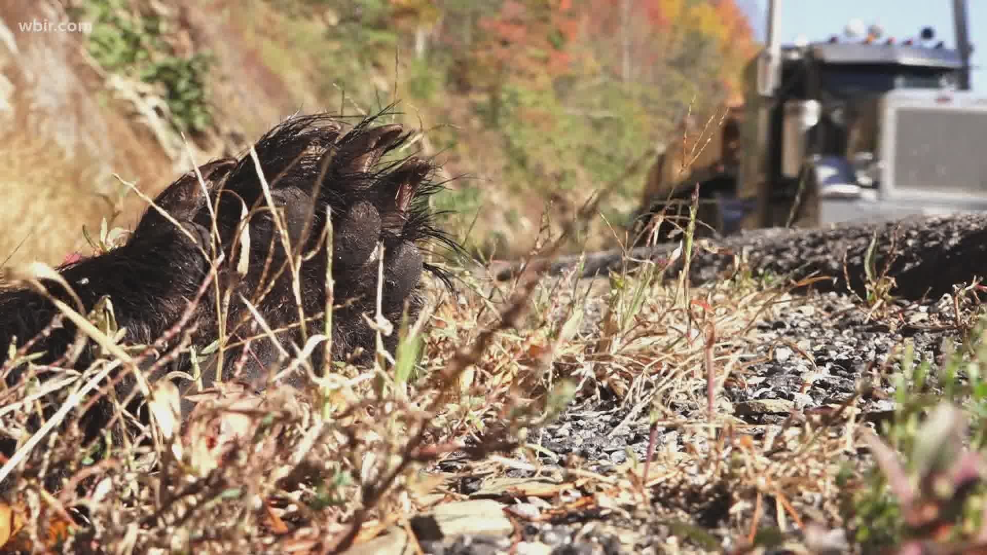 The concrete barriers have often led to more bear deaths according to experts.
