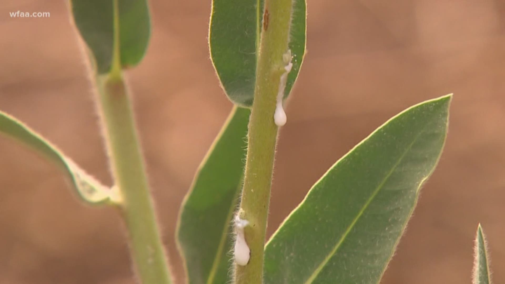 Researchers from Texas Woman’s University say a chemical found in a native Texas plant appears to stop pain without causing addiction.