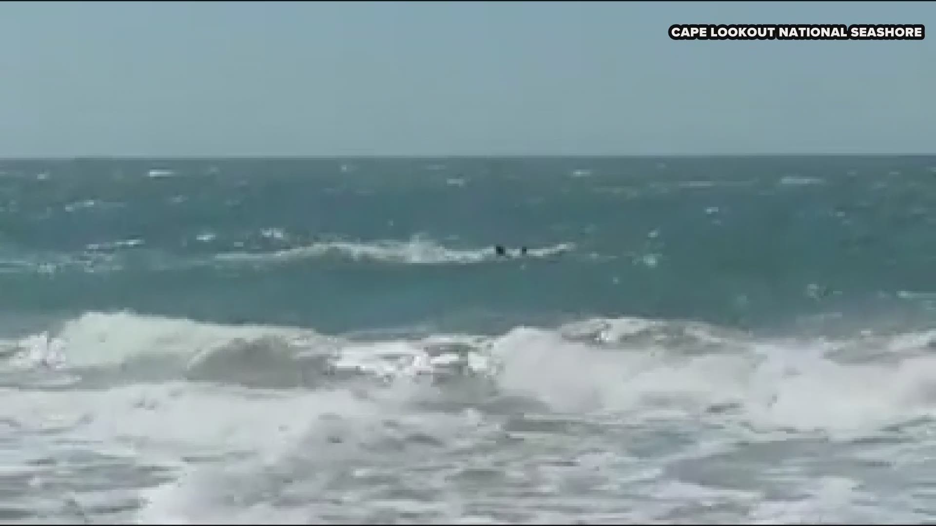 Check it out! A pod of about five dolphins were captured fishing and jumping through the waves in the Outer Banks. This is along Shackleford Banks at Cape Lookout National Seashore.