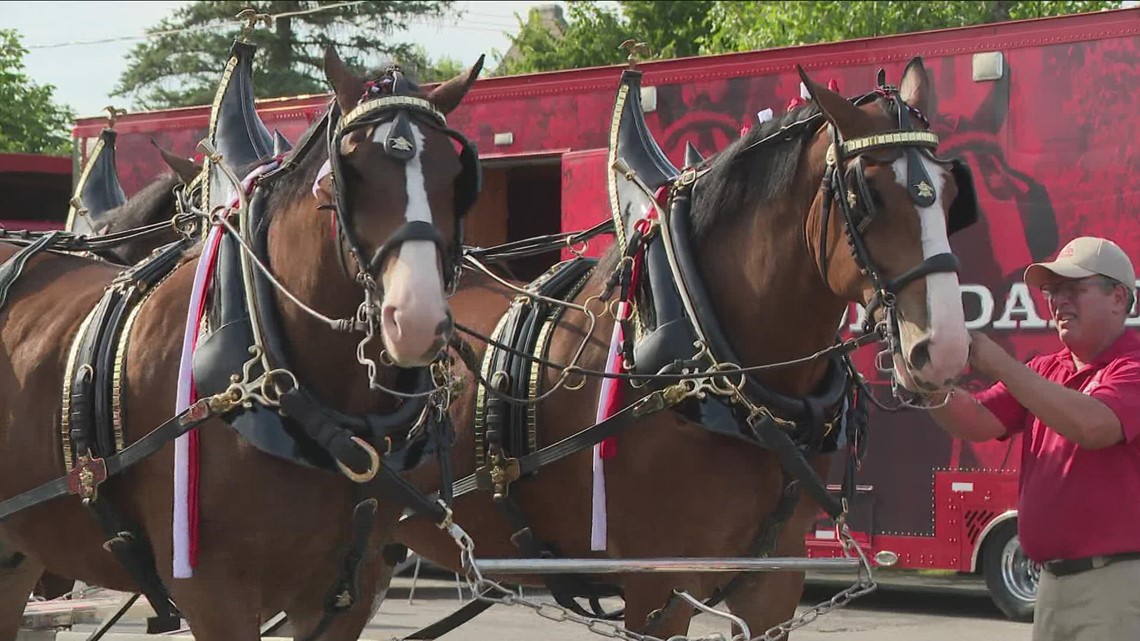 Budweiser Clydesdales to visit WinnDixie stores in North Florida