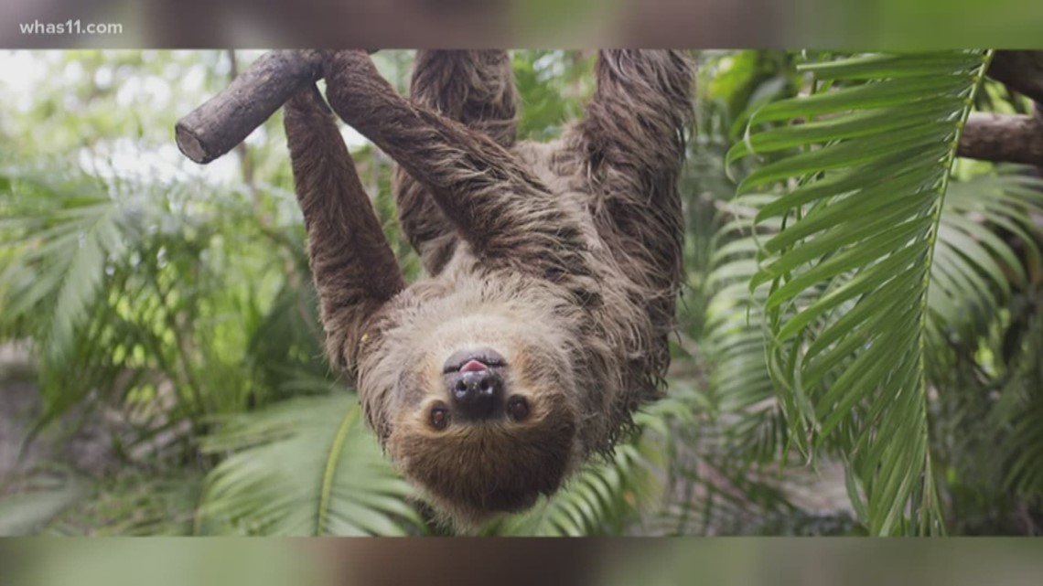 Louisville Zoo getting sloth exhibit in spring