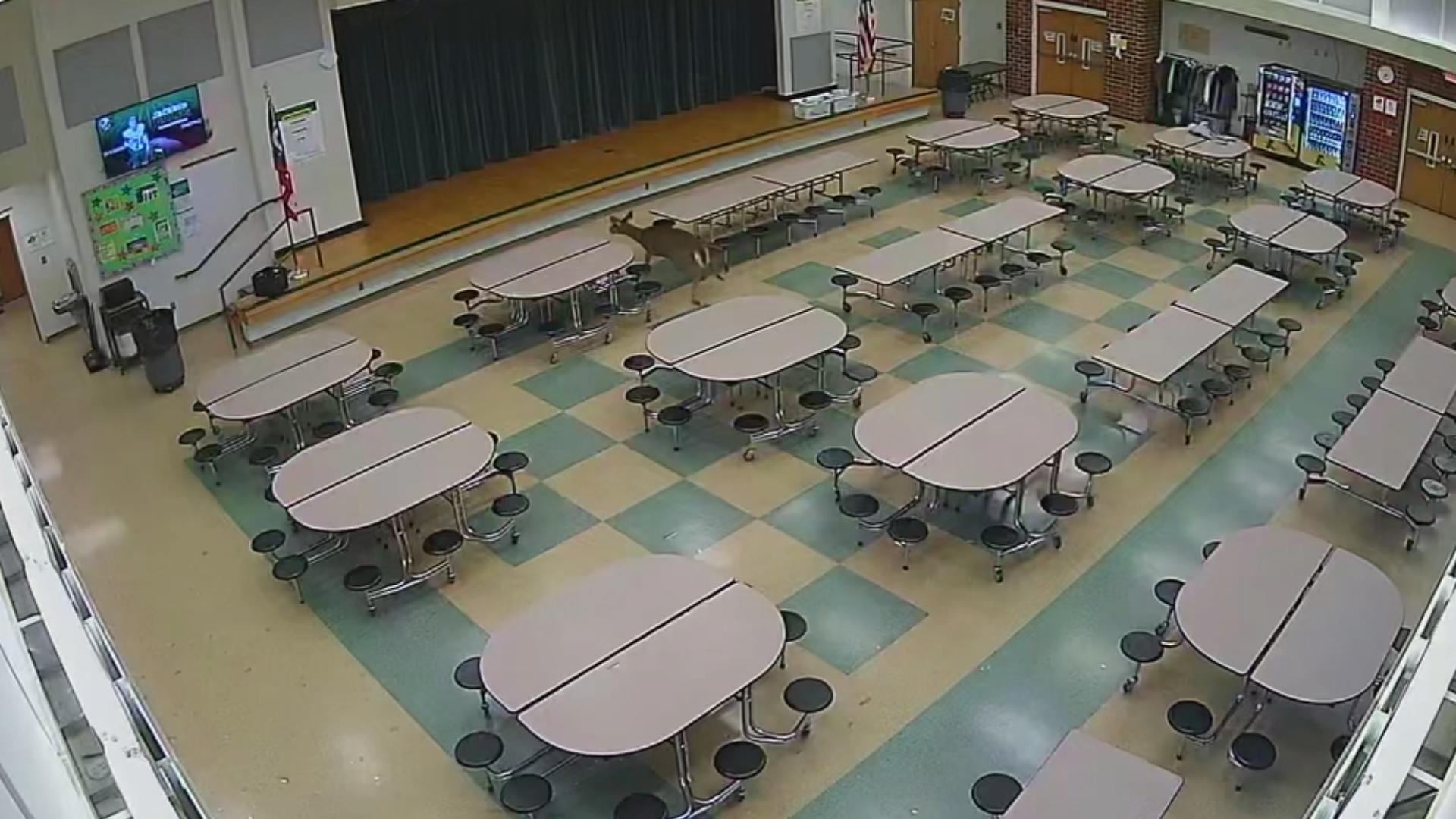 Some students and staff were in the cafeteria when the deer came crashing through.