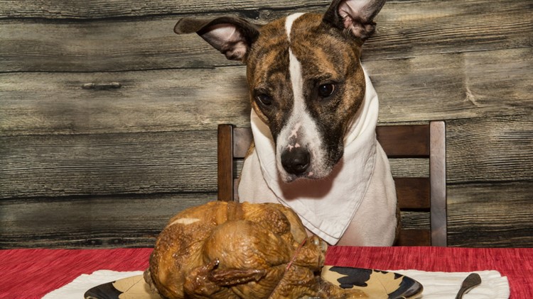 The American Kennel Club's list of foods your dog can eat this Thanksgiving