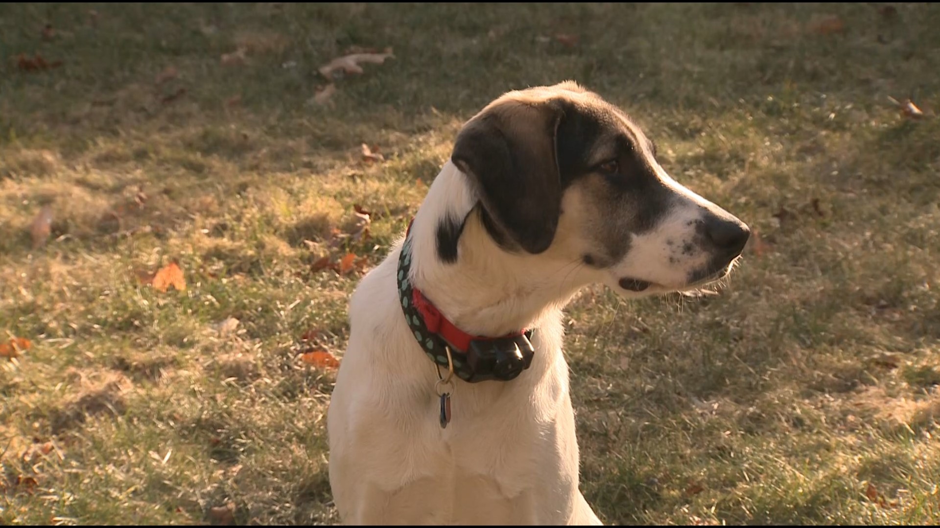 This Pa. puppy will be on the Puppy Bowl this weekend: Here's how you can  adopt your own 