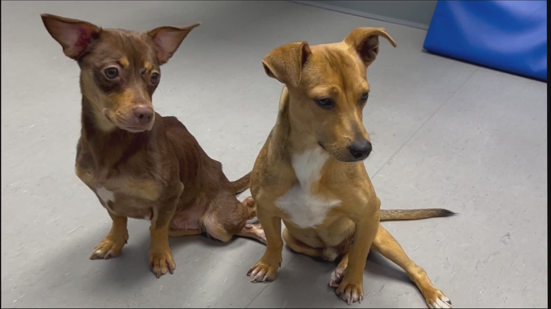They two pups are looking for forever homes.