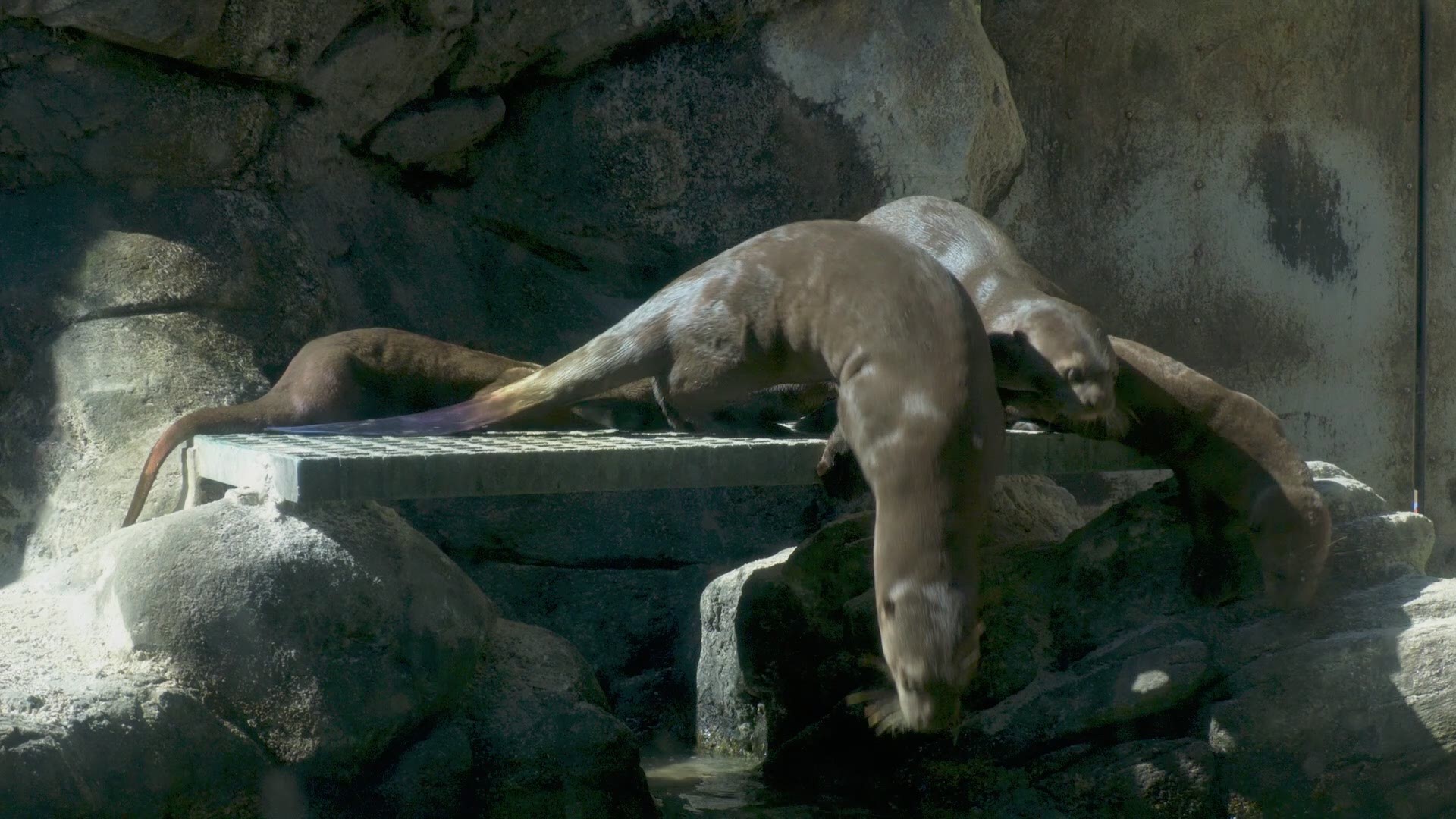 Three giant otter pups made their much-anticipated
public debut at Jacksonville Zoo and Gardens.