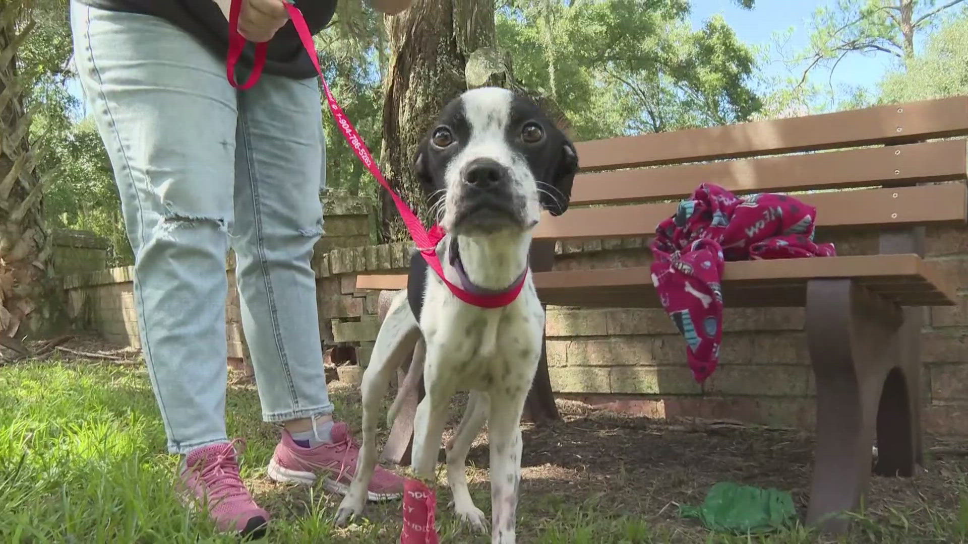 The Jacksonville Humane Society is treating the dog until she is healthy enough to be placed with a foster or forever home.