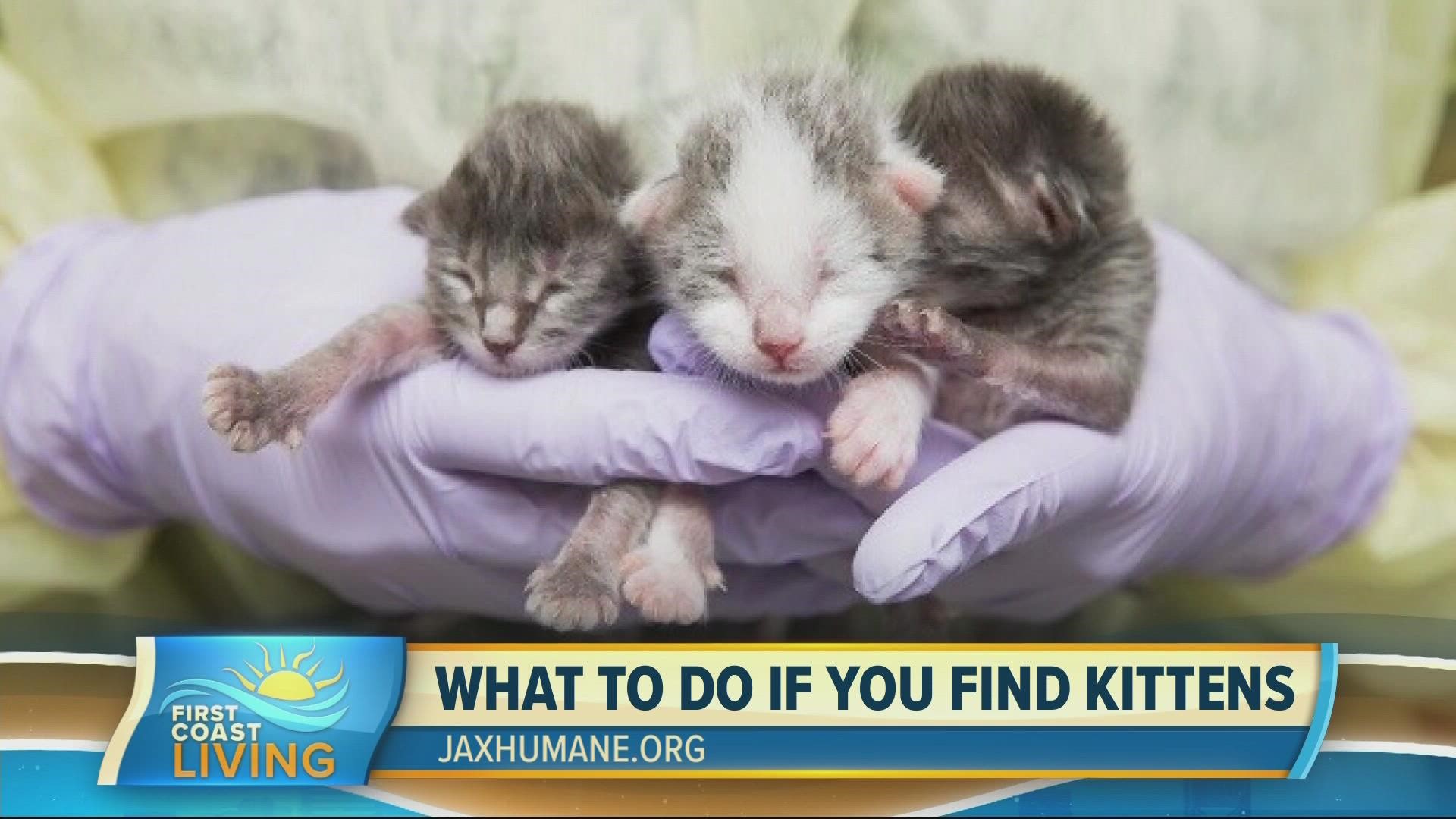 Director of Community Programs, Lindsay Layendecker talks about kitten season and what you need to do if you find a litter of kittens.