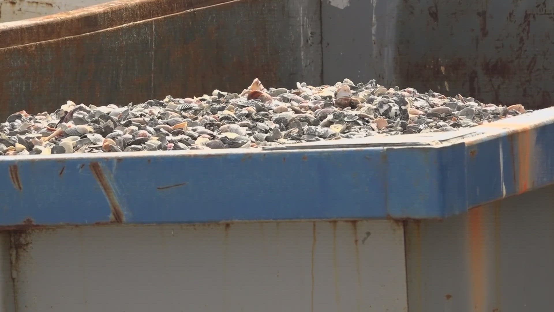 Biologist "devastated" about thousands of shells - some of them with live animals inside -- found in dumpsters in Vilano Beach.