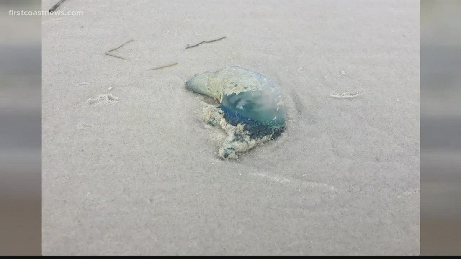 Police say Portuguese man o wars have been washing ashore. Though this is around the time they wash ashore, residents feel there are a lot more than normal.