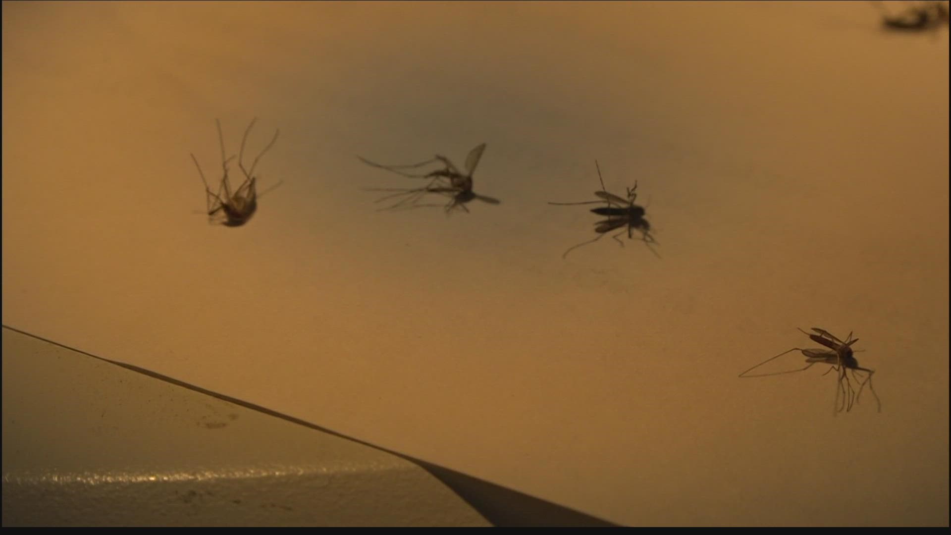 Necessary nuisance Scientists monitor mosquitos for diseases