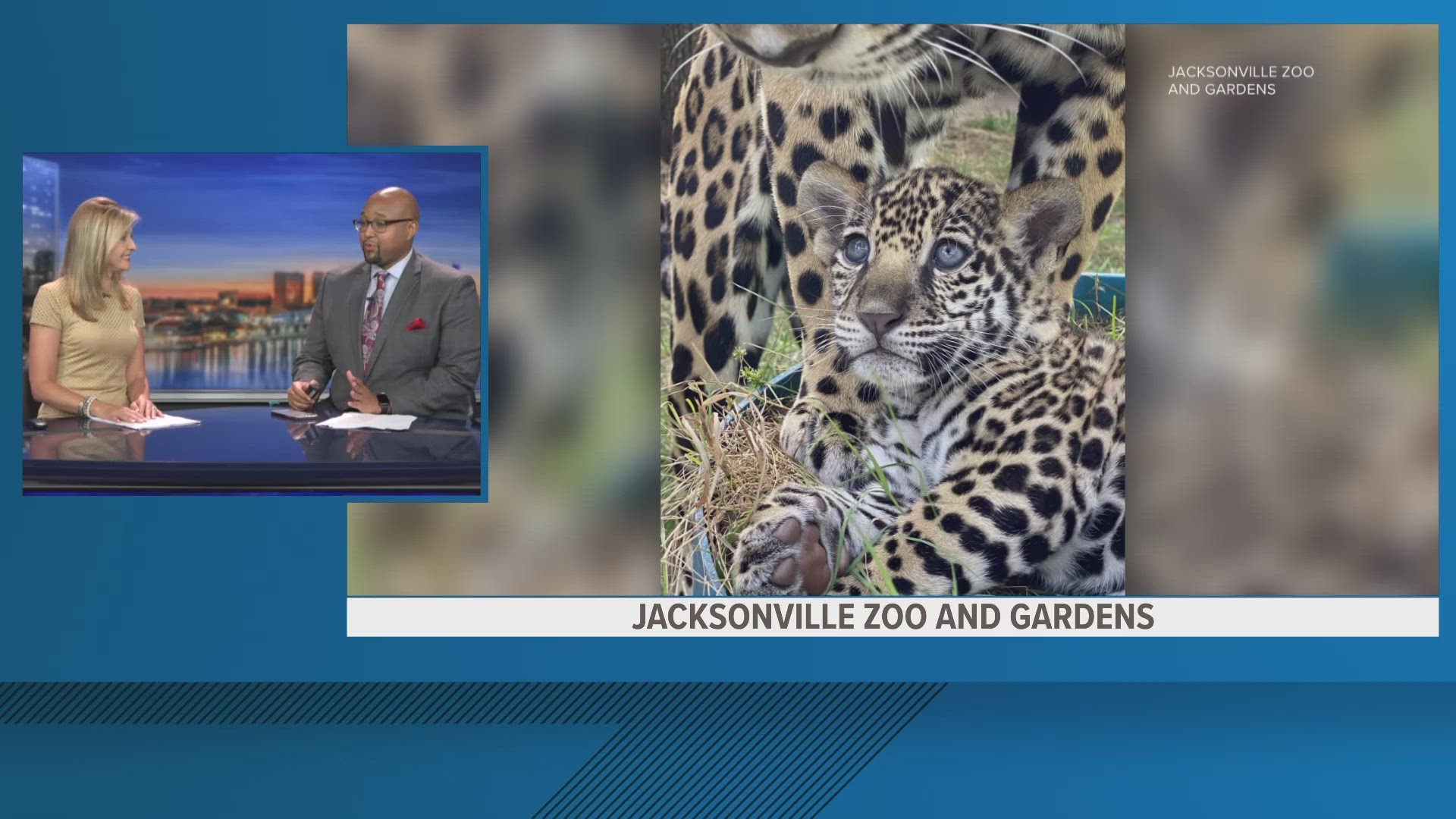 Jaguars Play Role in Cub Named at Jacksonville Zoo