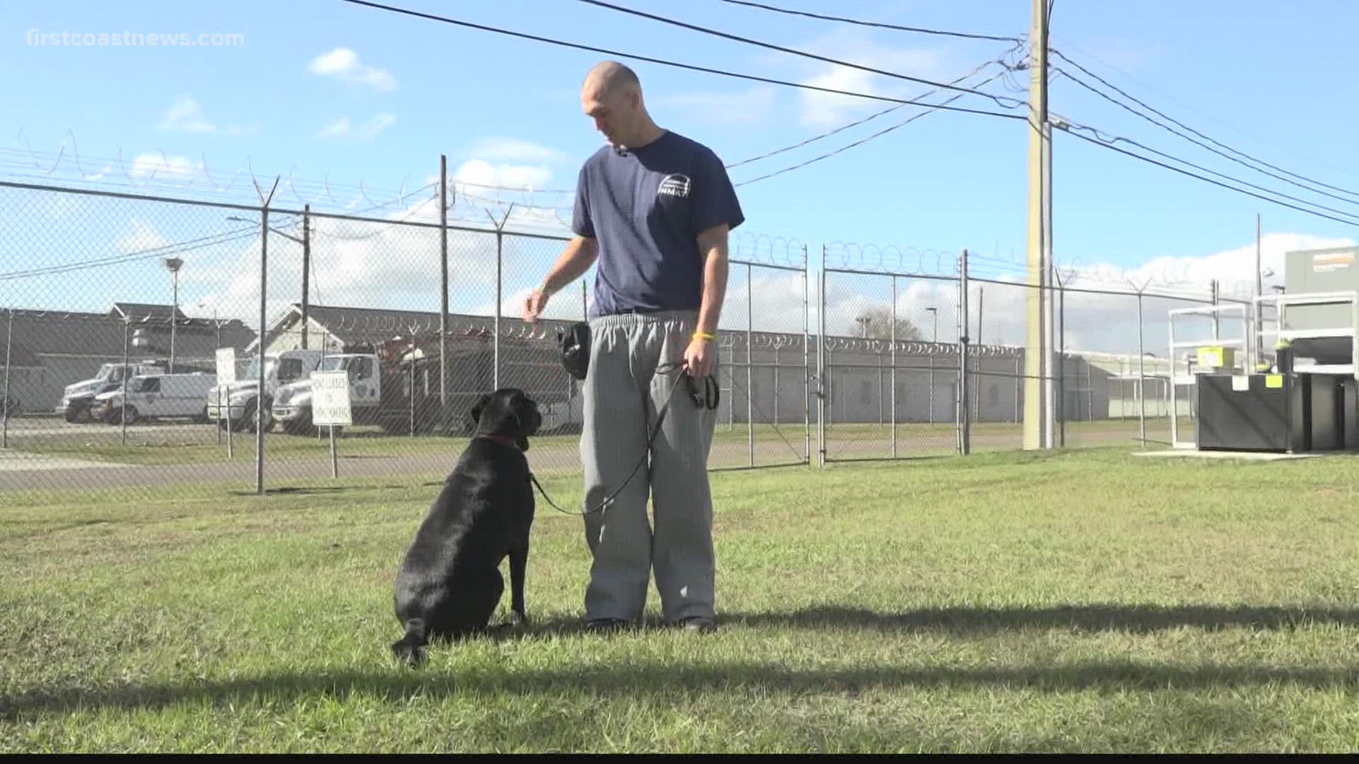 The group that supplies veterans with service dogs turns to inmates to train dogs.