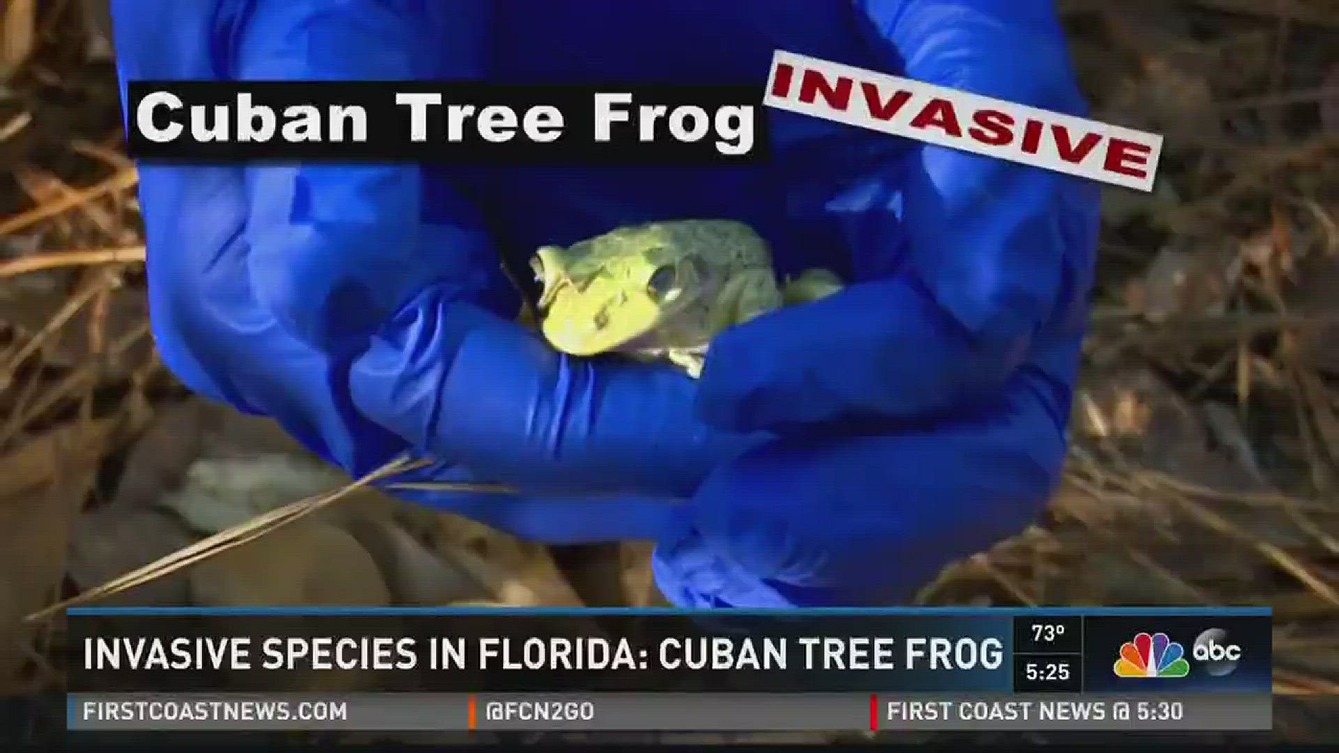 Invasive species in Florida: Cuban tree frog