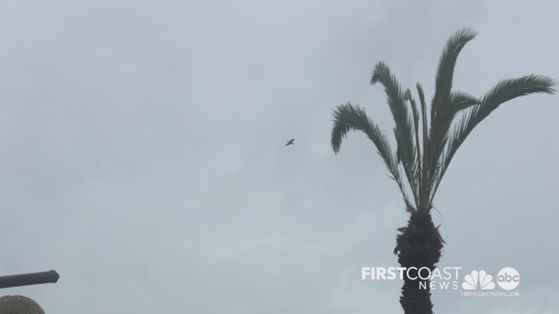 Some arborist are saying that the trees at The Fort in St. Augustine were poorly trimmed.
