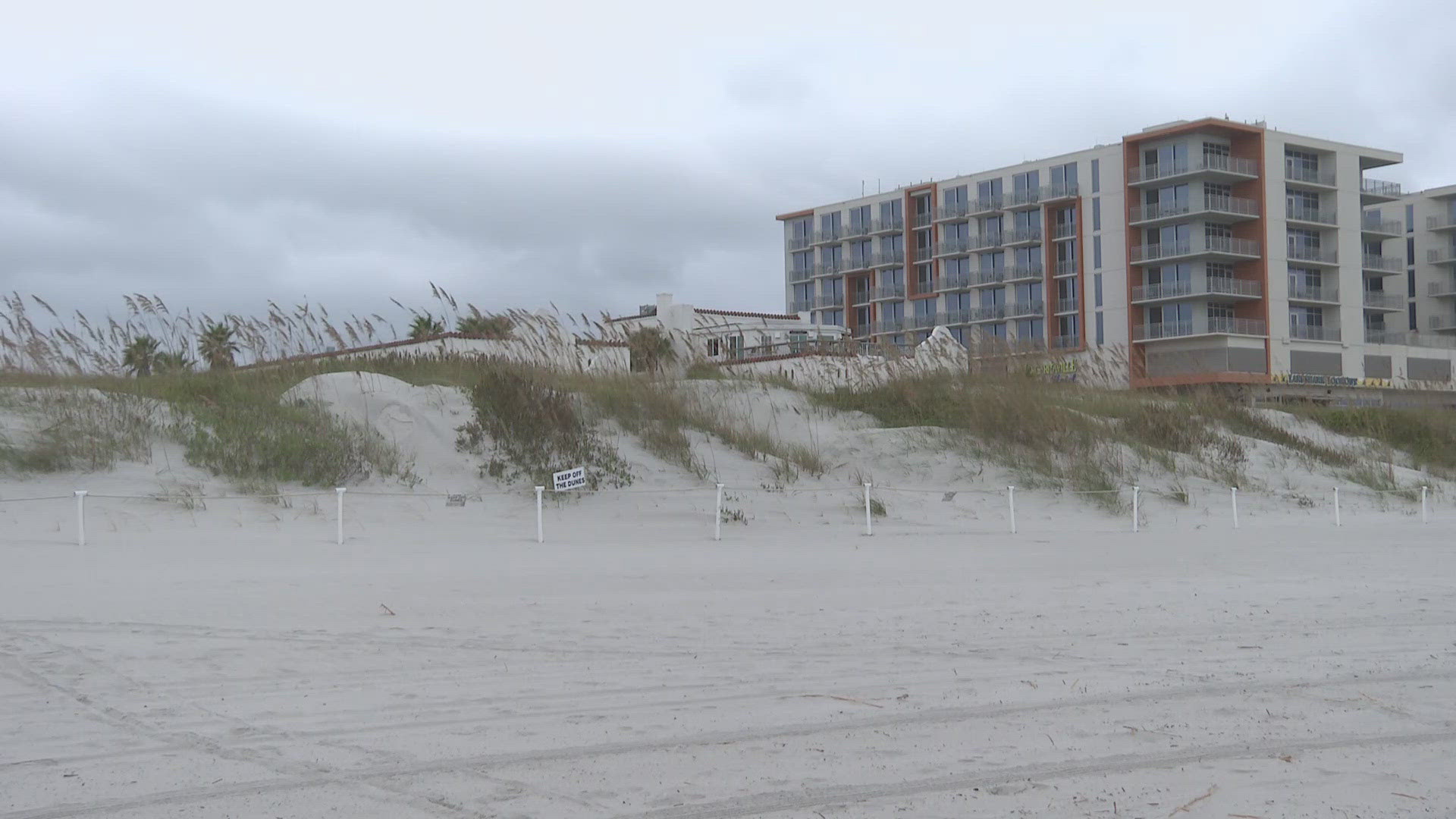 Beyond storm protection, the dunes provide a safe haven for wildlife, especially nesting sea turtles. 