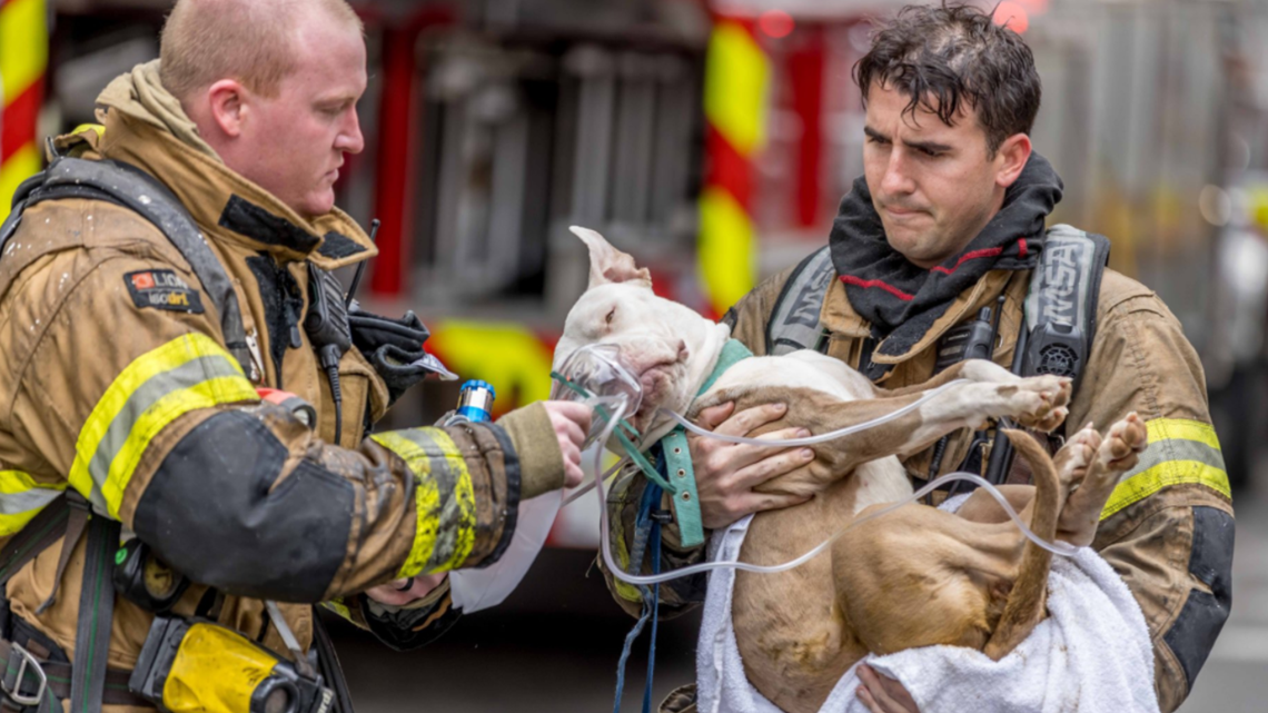 JFRD: Multiple dogs rescued from apartment fire on the Southside ...