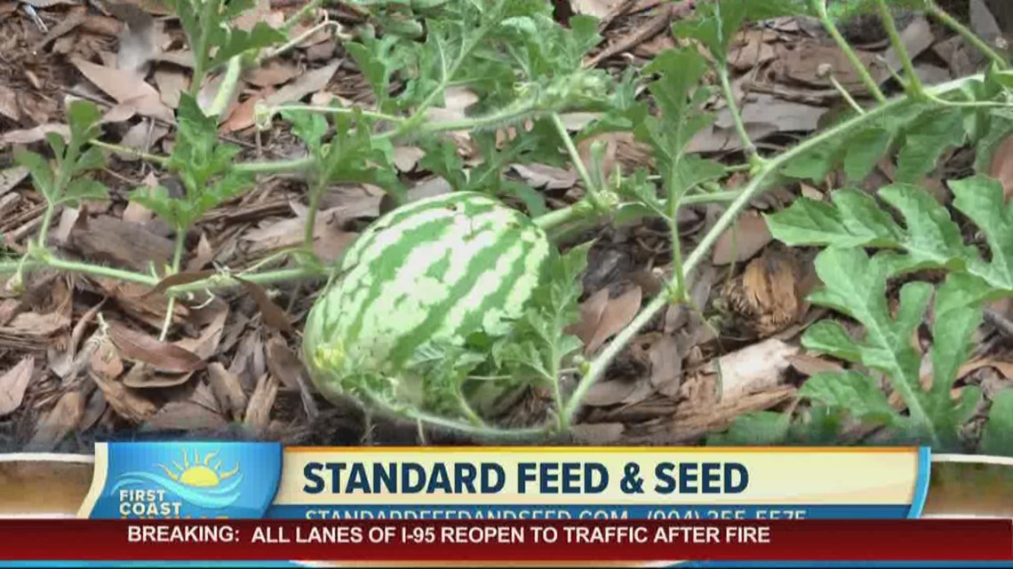 Let our friends at Standard Feed & Seed help you with your garden (FCL