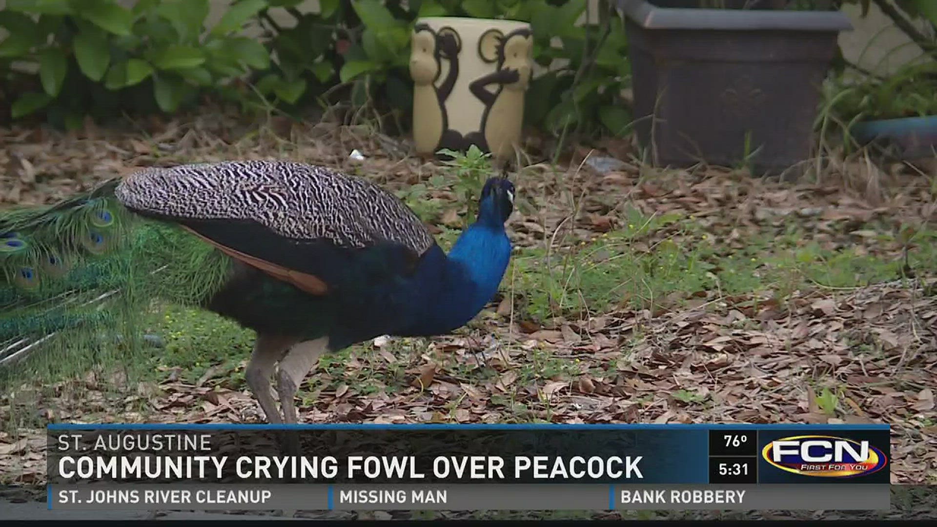 St. Augustine Peacock problems