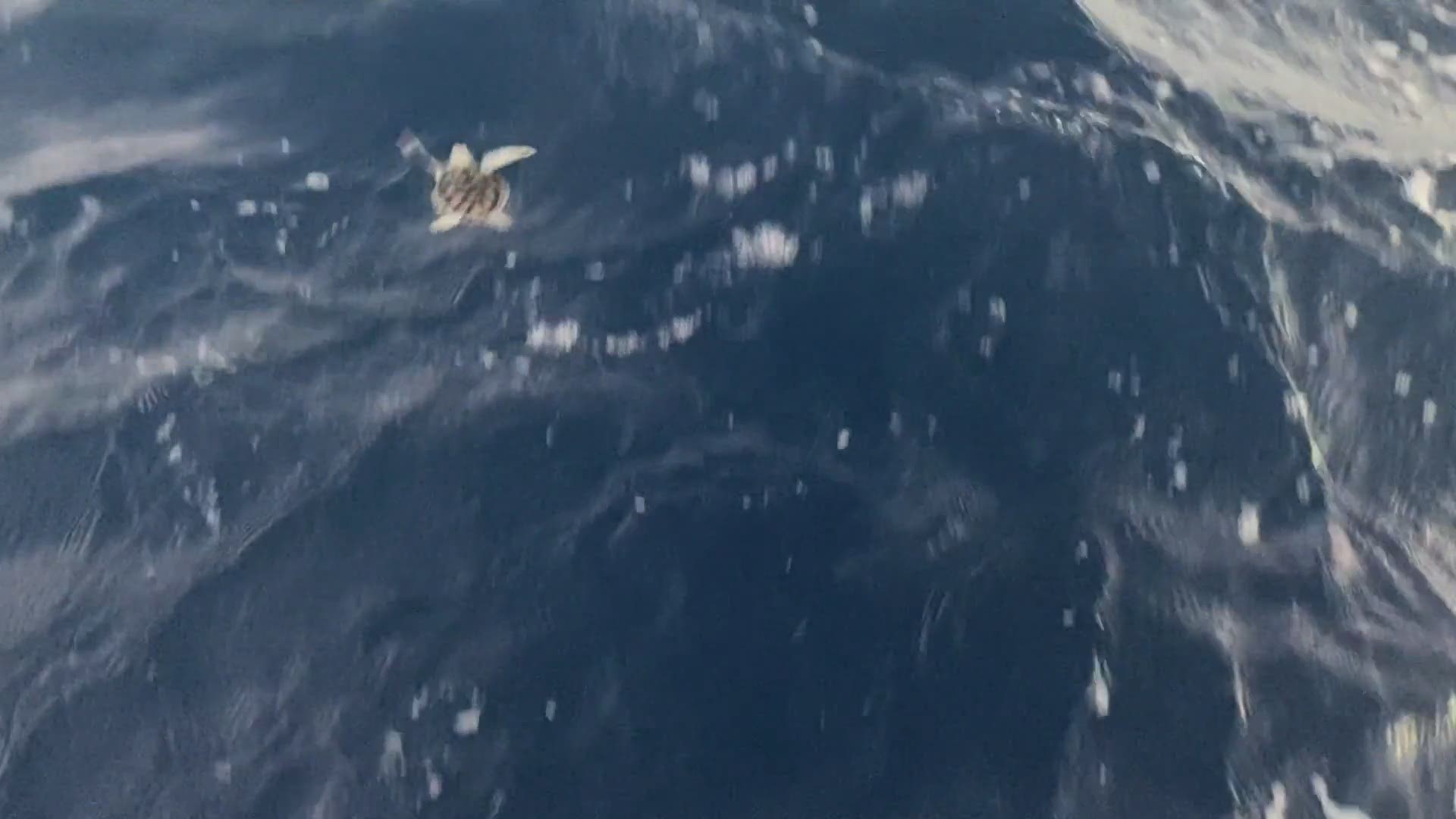 Coast Guard Station Fort Lauderdale crew members released more than 200 sea turtles Monday approximately 10 miles off the Fort Lauderdale coast.