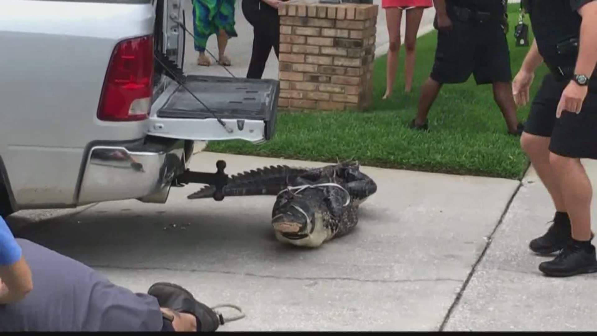 Tied-up alligator head-butts man trying to capture him