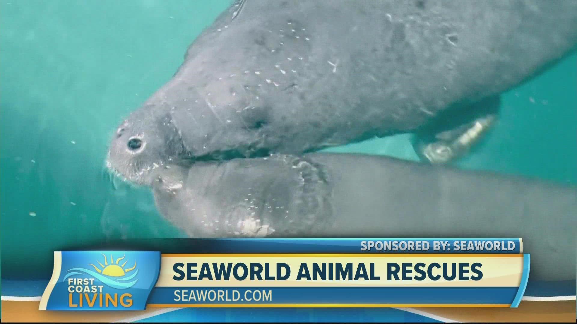 VP of Zoological Operations at SeaWorld, Jon Peterson discusses SeaWorld's rescue and rehabilitation efforts.