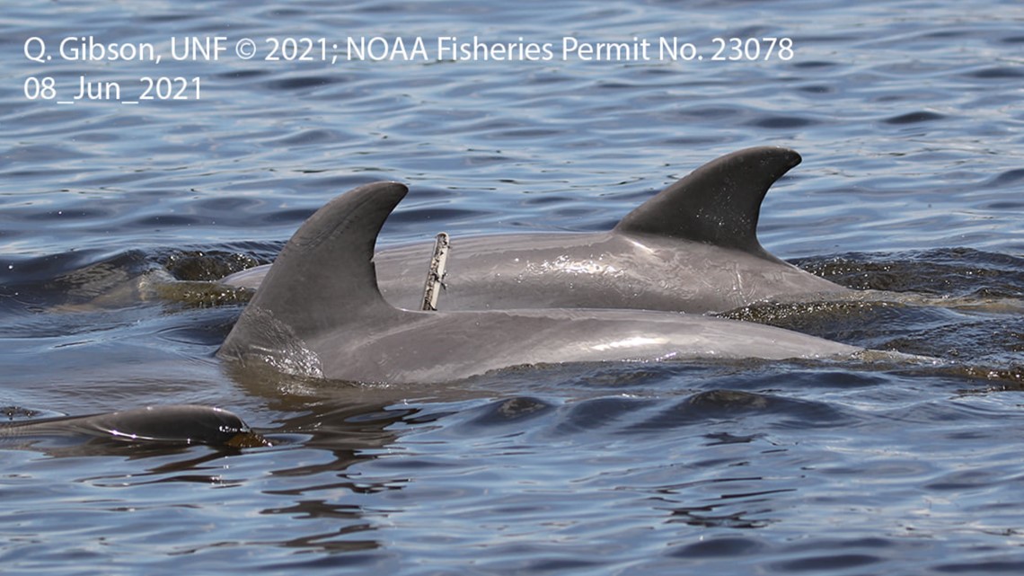 Dolphin photo in Jacksonville area reminds us to leave wildlife be