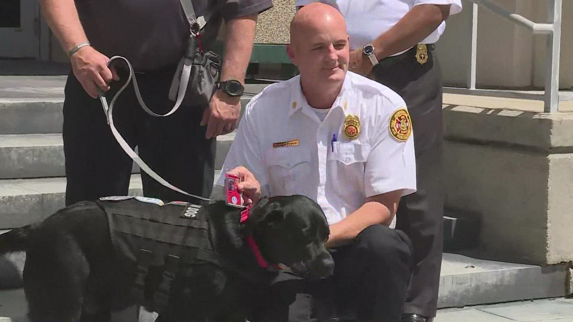 Station dogs ease emotional stress common in this line of public service and are made up of retired service dogs or dogs that have received extensive training.