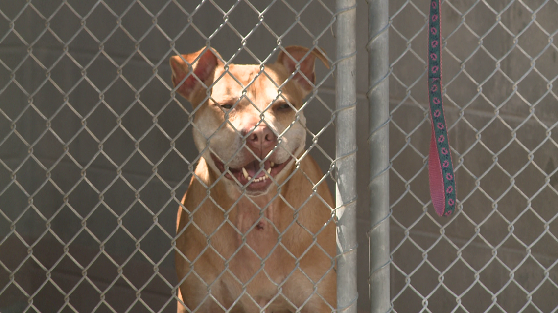 Clay County will begin construction on new animal shelter in 2025 ...