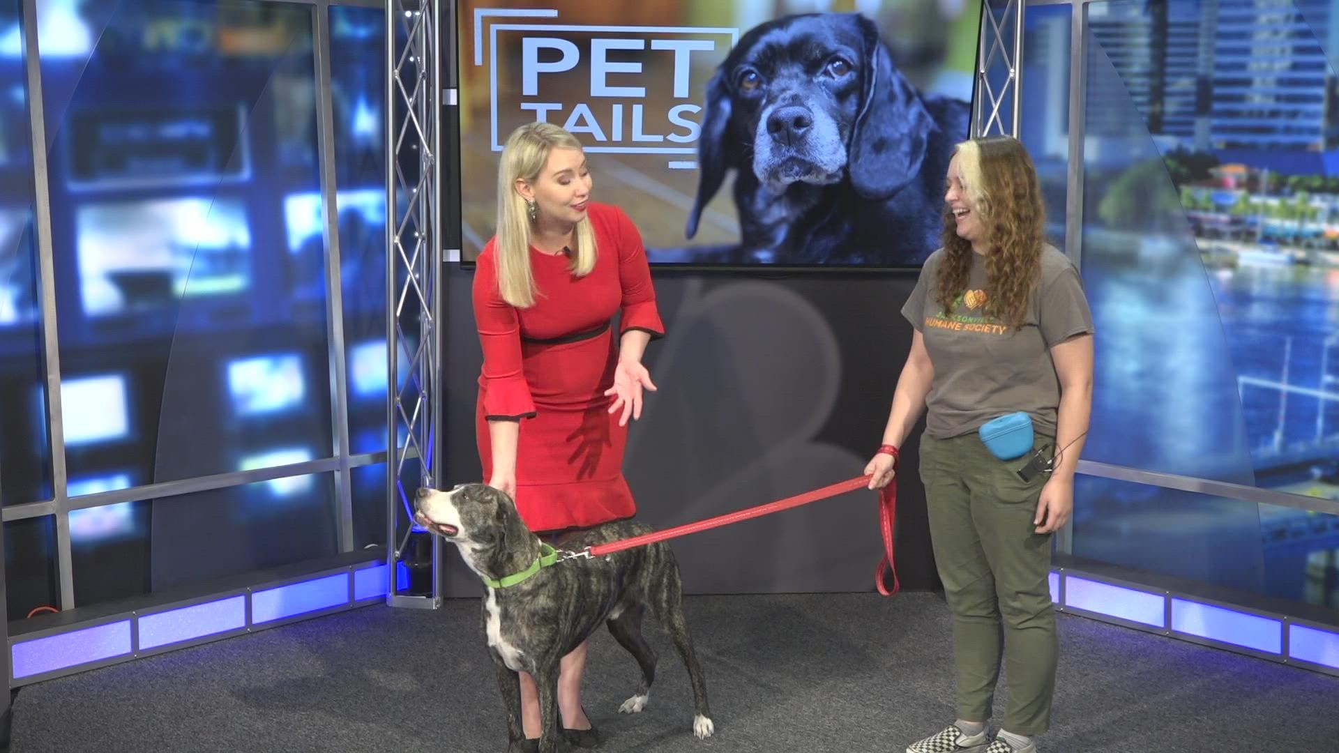 This sweet and snuggly man is available for adoption at the Jacksonville Humane Society! He is 6-years-old and 71 lbs.