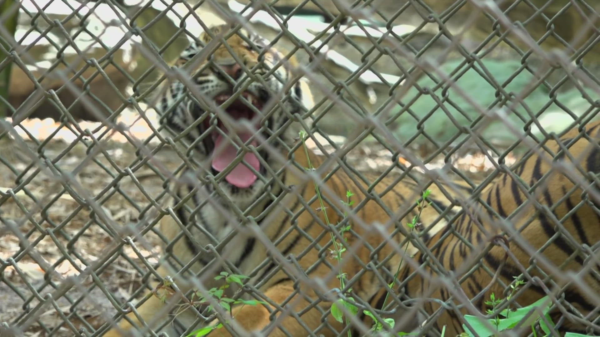 Zoo officials are hoping the cub named Mina can return to the 'Land of the Tiger' exhibit by the end of the summer.