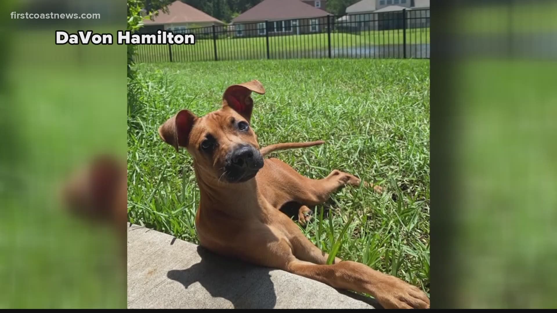Jaguars DT DaVon Hamilton is raising money for Jacksonville Humane Society. Hamilton adopted his rescue dog, Woody, from JHS.