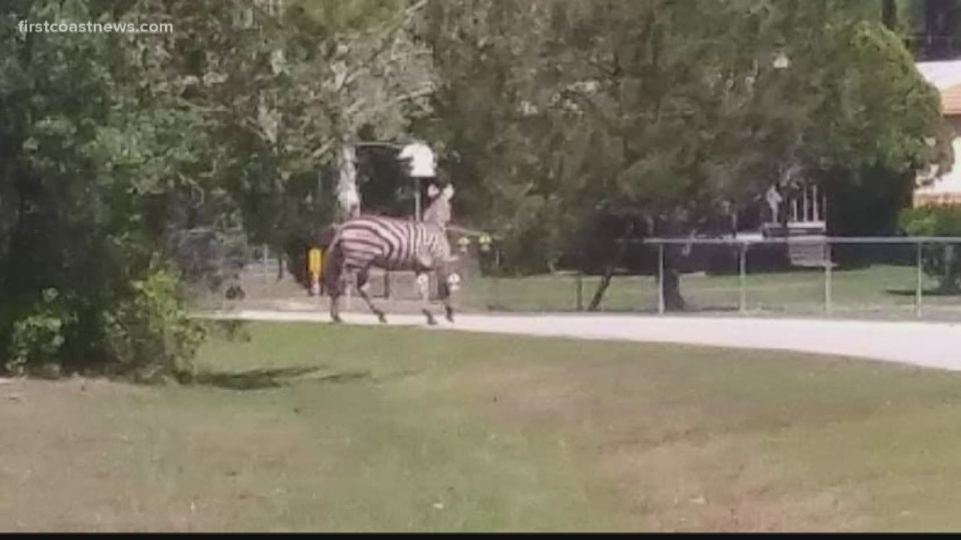 The Sheriff's Office said the zebra's owner shot and killed the animal after it became injured during its escape.
