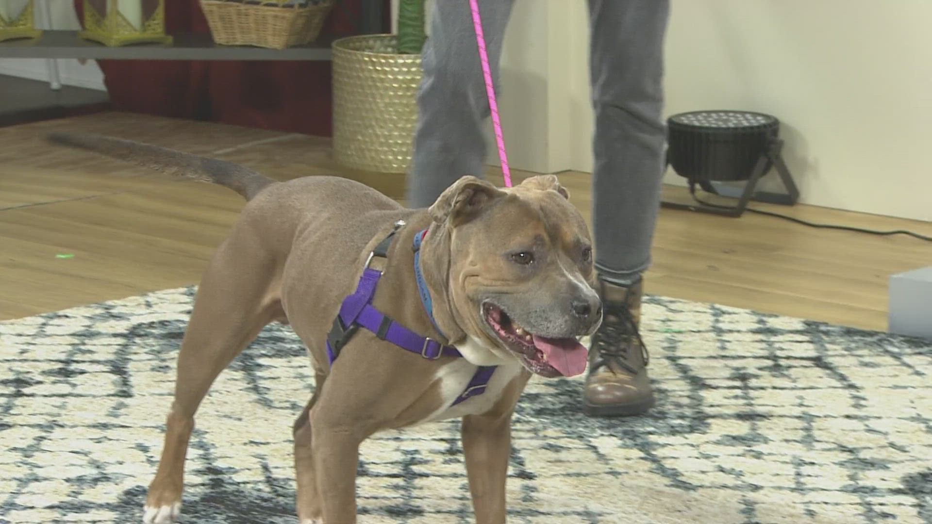 Mike, along with other large dogs, can be adopted for free Saturday at the Jacksonville Humane Society, located at 8464 Beach Blvd. in Jacksonville.