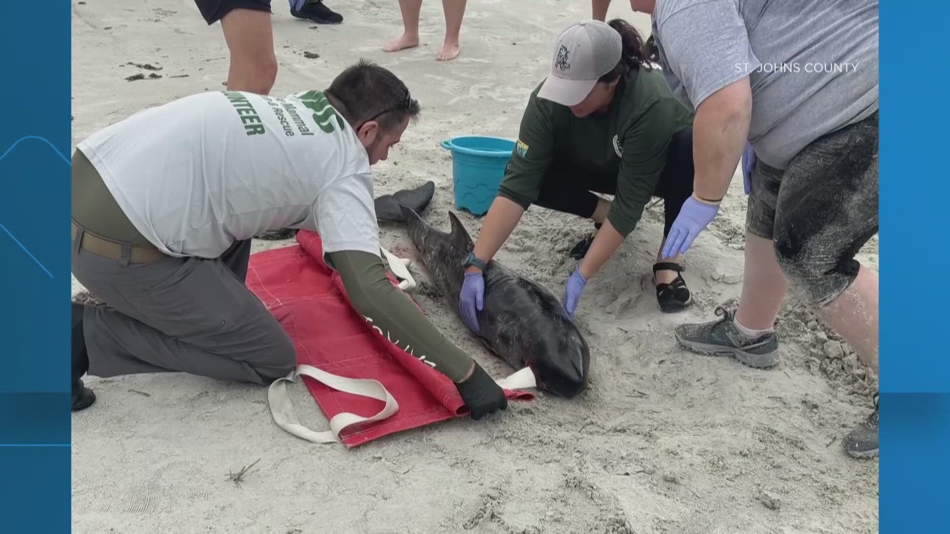 FWC said the plastic bag was a likely reason for the stranding.