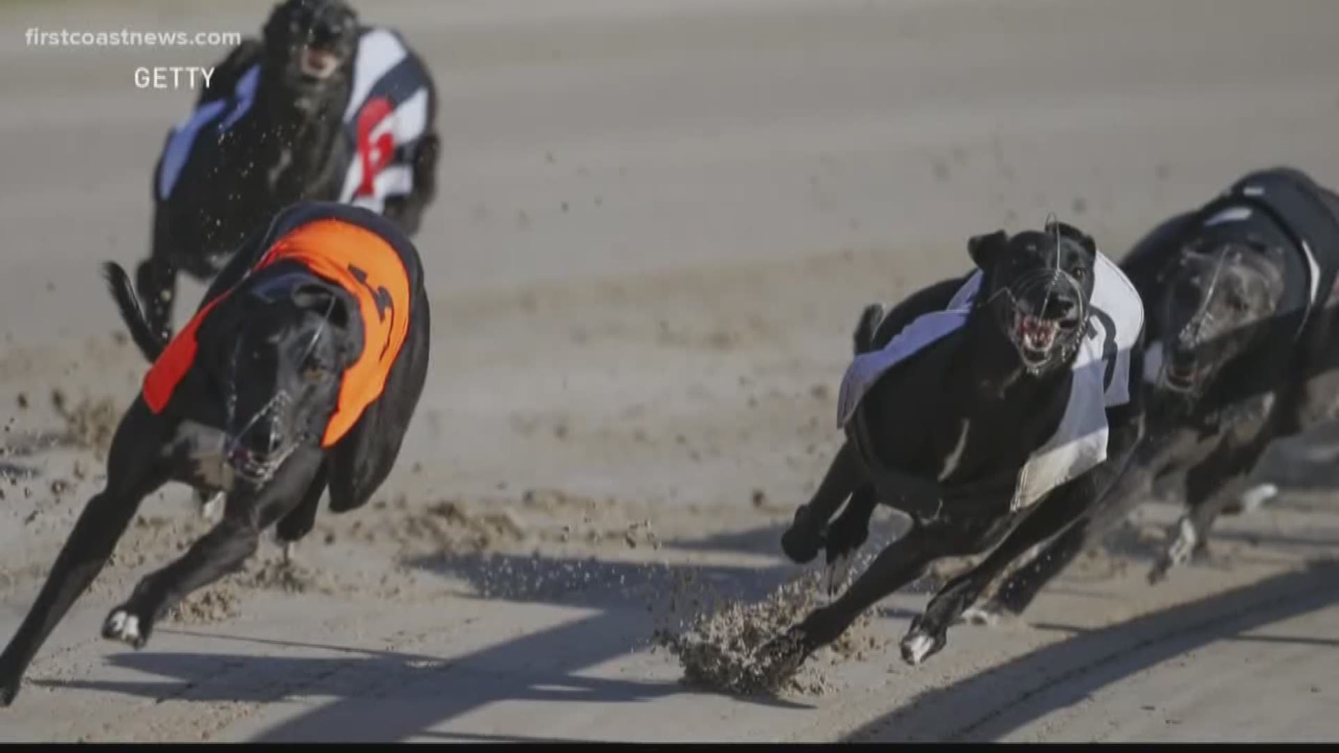 The future of greyhound racing is voters' hands.