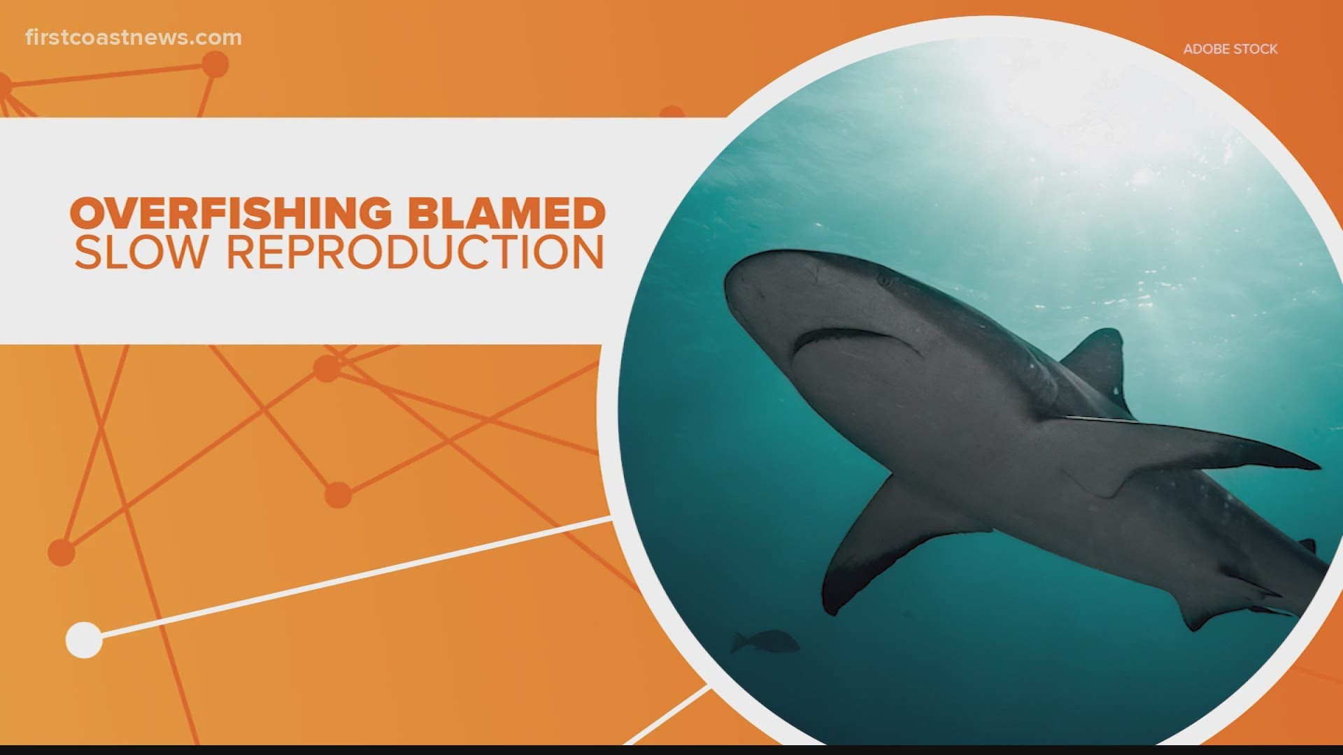 The number of sharks and rays in the ocean has plummeted 70% since 1970, largely due to overfishing.