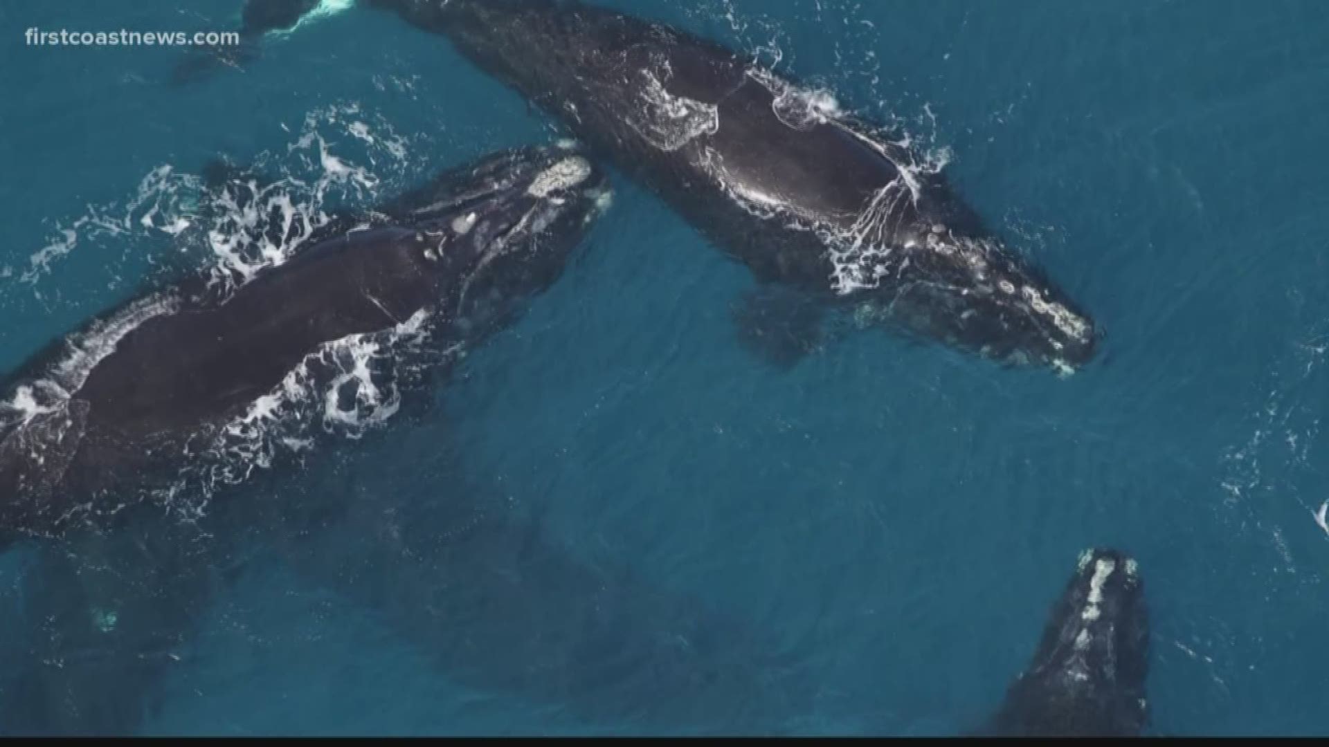 The North Atlantic Right Whale is already critically endangered, and on average, they birthed 17 calves each year for the past three decades.