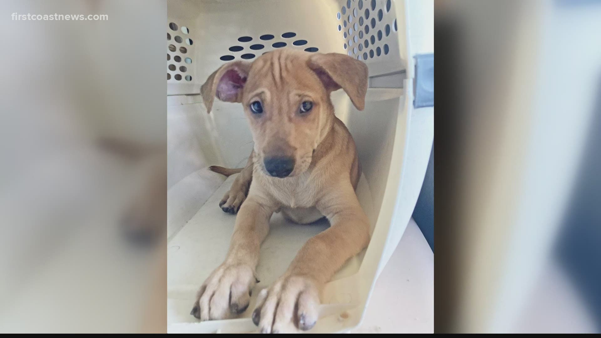 Nassau Humane Society rescues 20 dogs from deplorable living conditions in Puerto Rico as part of ongoing mission