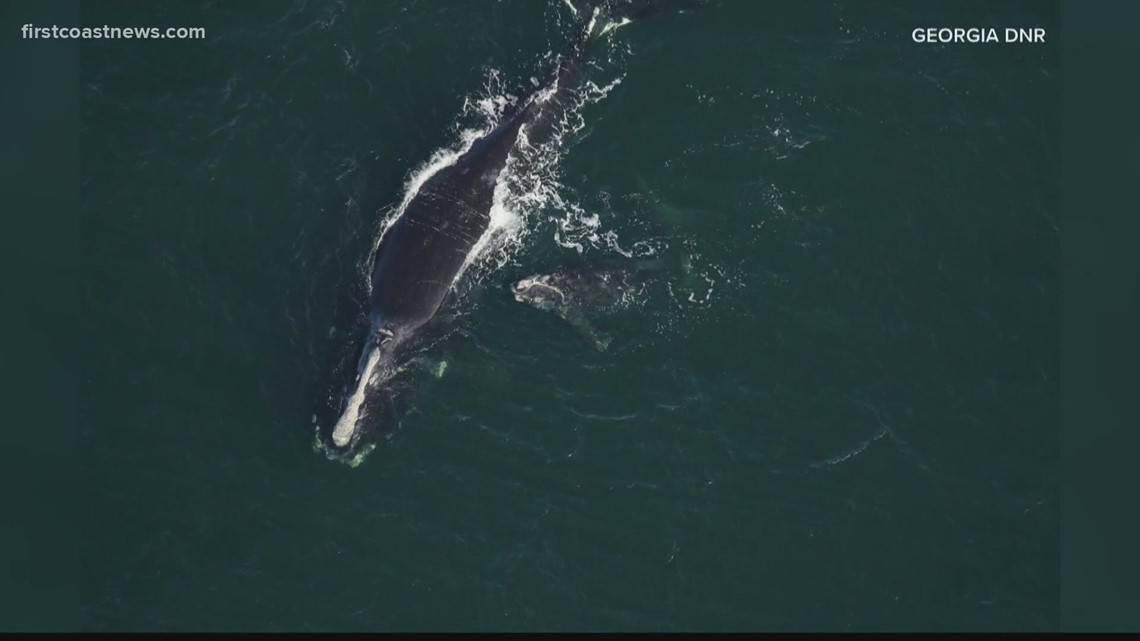 north atlantic right whale baby