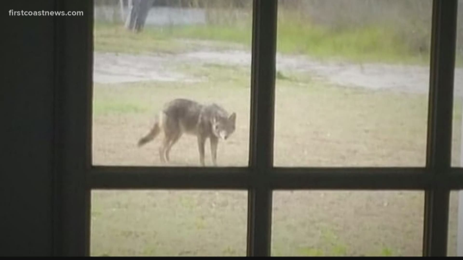 About 80 cats have gone missing as coyote sightings continue to increase, according to an Atlantic Beach resident.