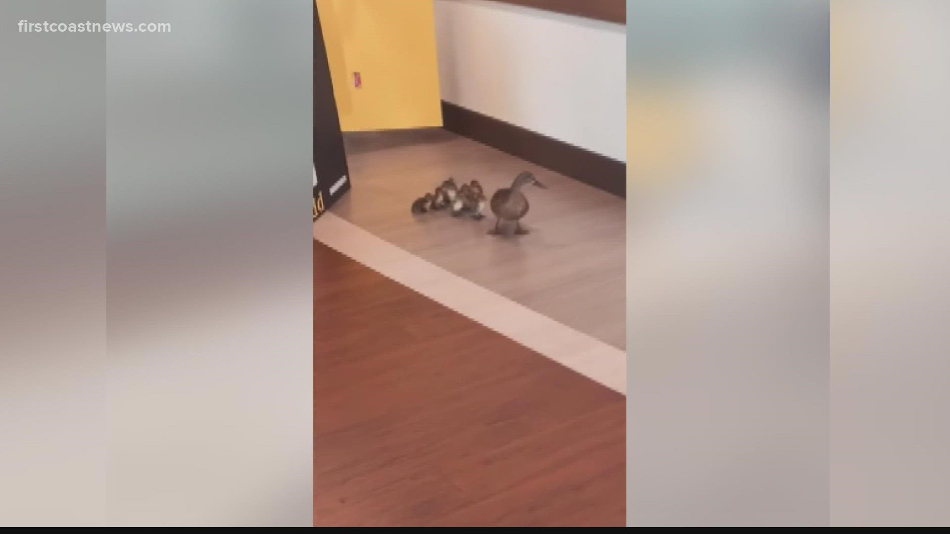 The momma duck was in the right place at the right time when her 10 ducklings hatched! They were escorted out of the labor and delivery atrium at Baptist Beaches.