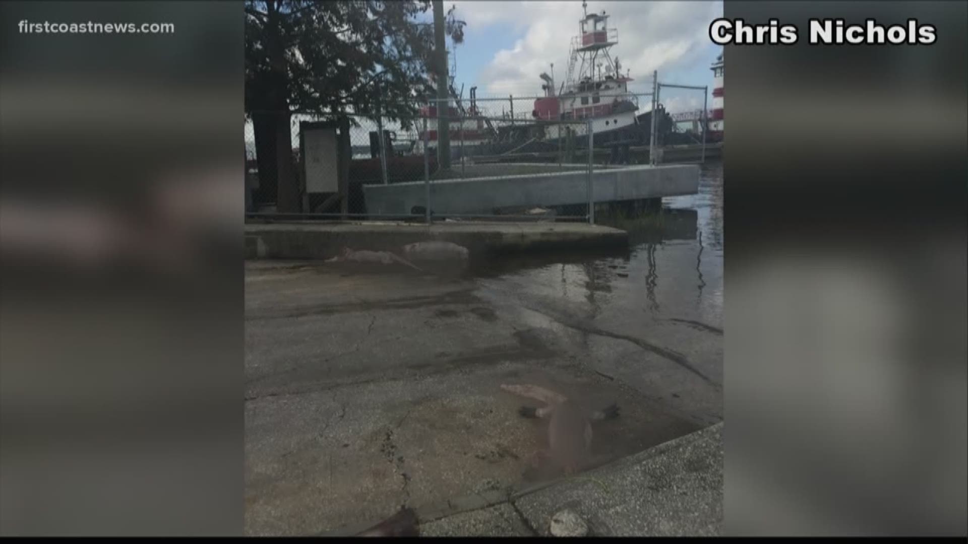 Three alligators were found dumped and skinned at the Arlington Boat Ramp, prompting an investigation by the Florida Fish & Wildlife Conservation Commission.