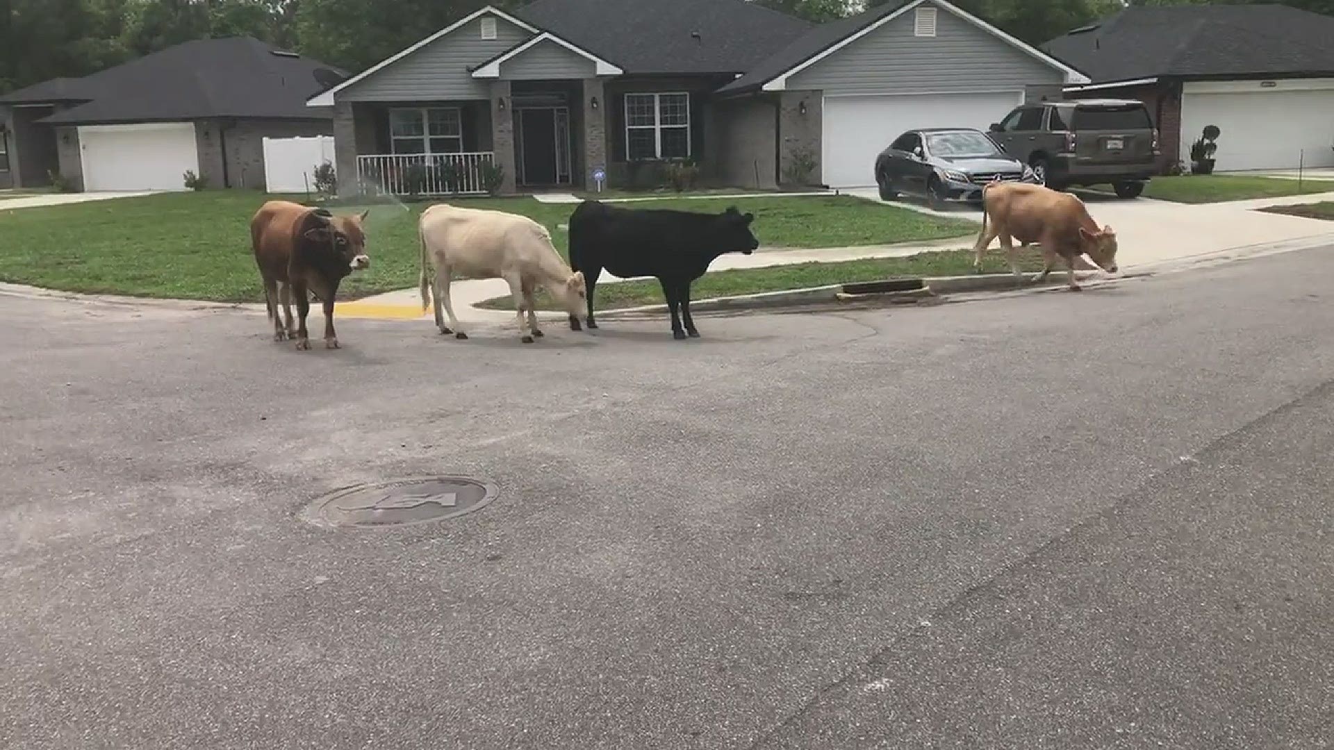 The resident on camera said she turned her sprinklers and car alarm on, but the cows did not react.