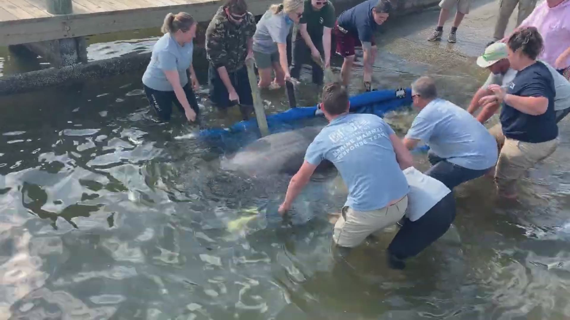 The manatee, named Crevasse, was rescued Nov. 21 after he was discovered by members of the U.S. Navy when he was beached on the Mayport shoreline.
