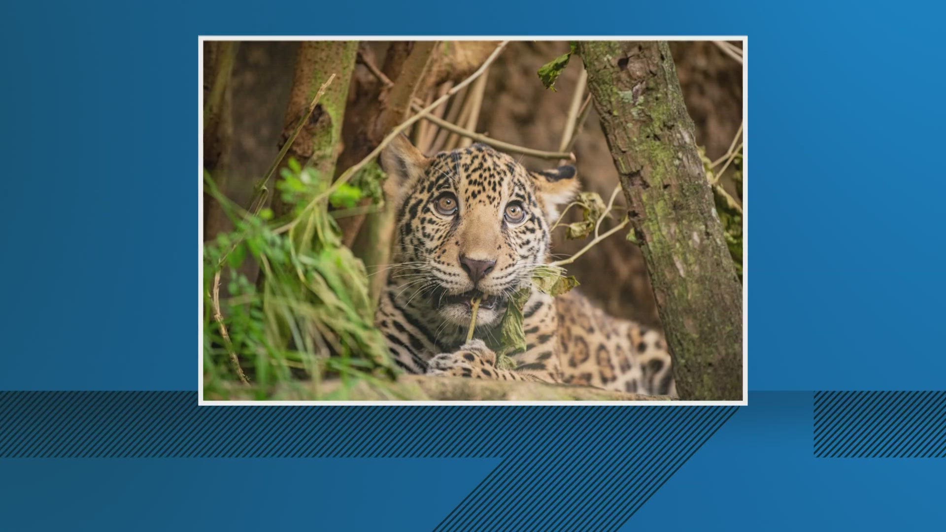 While celebrating Banks' first full year of life, the zoo highlighted the importance of protecting jaguars worldwide.