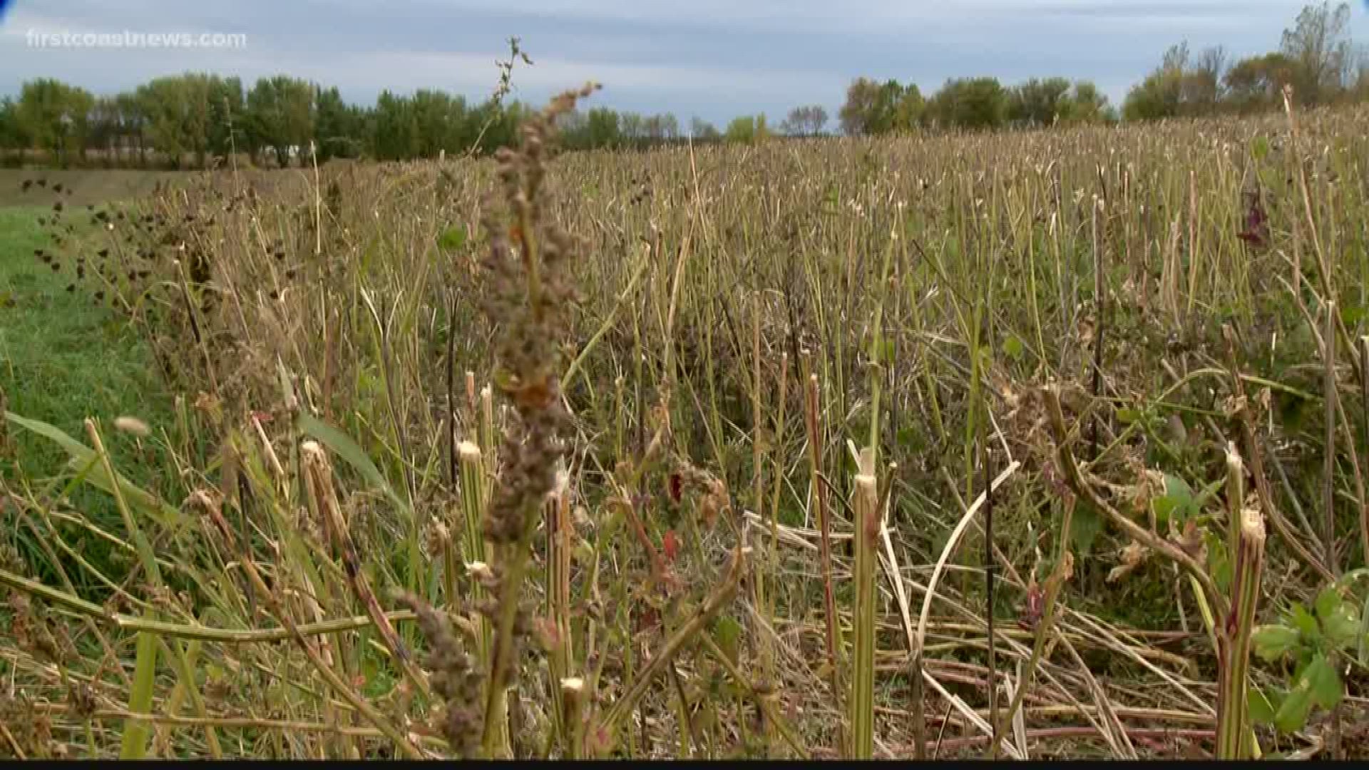 Hemp could be a new cash crop for Florida farmers.